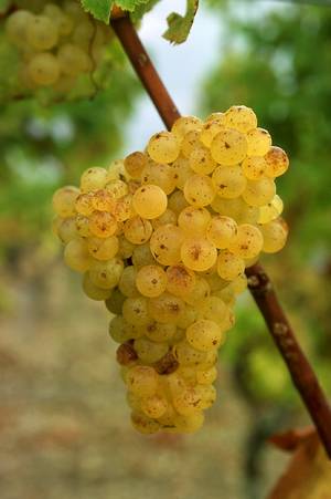 De Sémillon druiven leveren de beste zoete witte wijnen. Bekend van de zoete witte wijnen uit de Sauternes en Barsac waar deze druif gemengd wordt met de Sauvignon blanc en Muscadelle tot een heerlijke zoete wijn.