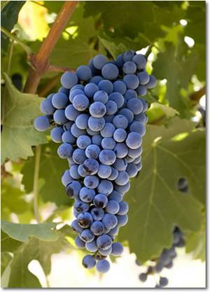 De Cabernet Sauvignon bevat veel tannine met een smaaksensatie van zwarte bessen. Levert stevige rode wijn, zeker in combinatie de Merlot druif.