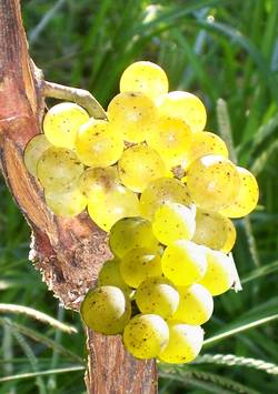 De Chardonnay druif is een populaire druif voor witte wijn. Het karakter is goed te bewerken door de wijnmaker.