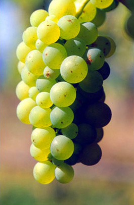 Sauvignon Blanc wijnen en druiven